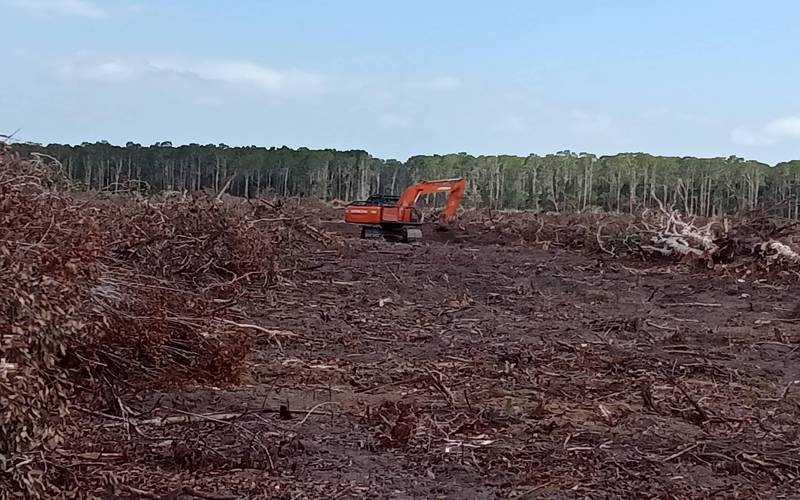 Kendaraan berat PT PNMP (Moorim Paper), perusahaan kertas asal Korea sedang membabat hutan hijau di Papua -  Dok. EPN/Yayasan Pusaka