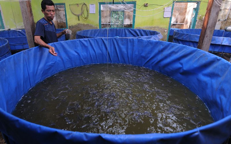 Suratman peternak ikan lele memberikan pakan ikan yang ia budidayakan di Bletengan, Copokosawit, Sawit, Boyolali, Jawa Tengah, Selasa (22/9/2020).  - ANTARA