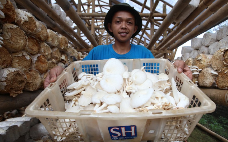 Petani milenial, Ikromullah, 22 tahun, memperlihatkan jamur kayu hasil panen di lokasi pembudidayaannya di Kantor Cabang Dinas Kehutanan Wilayah III Sukabumi, Jawa Barat, Rabu (23/3). - Bisnis