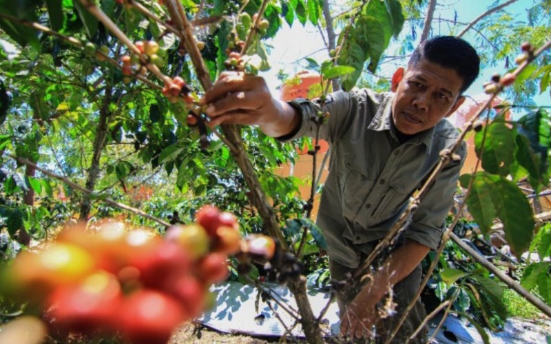 Seorang petani kopi tengah memanen buah kopi di kawasan perkebunan Nagari/Desa Aie Dingin, Kabupaten Solok, Sumatra Barat, Kamis (24/3/2022). Dinas Tanaman Pangan Hortikultura dan Perkebunan Sumbar mencatat luas perkebunan kopi di Sumbar berkisar 27.000 hektare dengan produksi kopi mencapai 17.000 ton per tahunnya. Dari jumlah produksi itu sebanyak 20 persen adalah kopi arabika yang tumbuh di dataran tinggi. Sementara 80 persen lainnya merupakan kopi robusta.  - Bisnis/Noli Hendra 