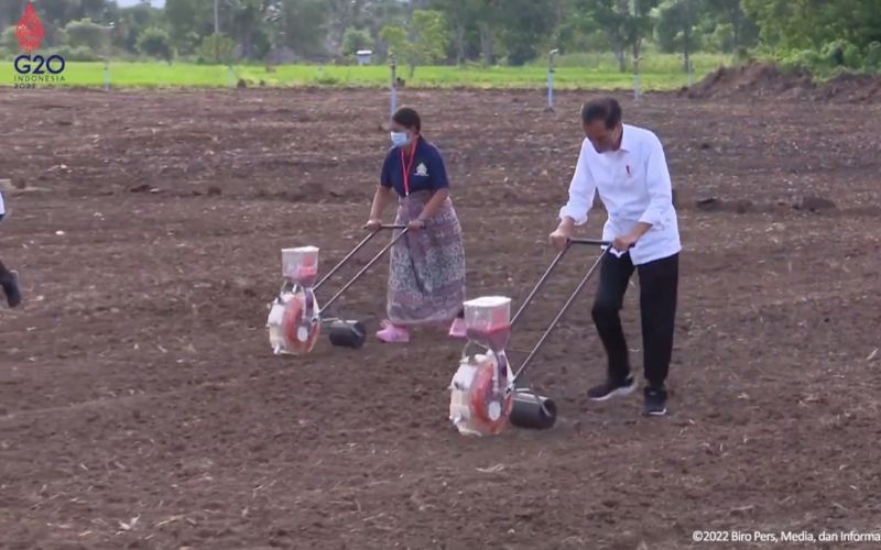 Presiden Jokowi saat meninjau penanaman tanaman jagung di kawasan food estate di Kabupaten Belu, Provinsi NTT, Kamis (24/3 - 2022) sore / (Foto: Tangkapan Layar YouTube Sekretariat Presiden).