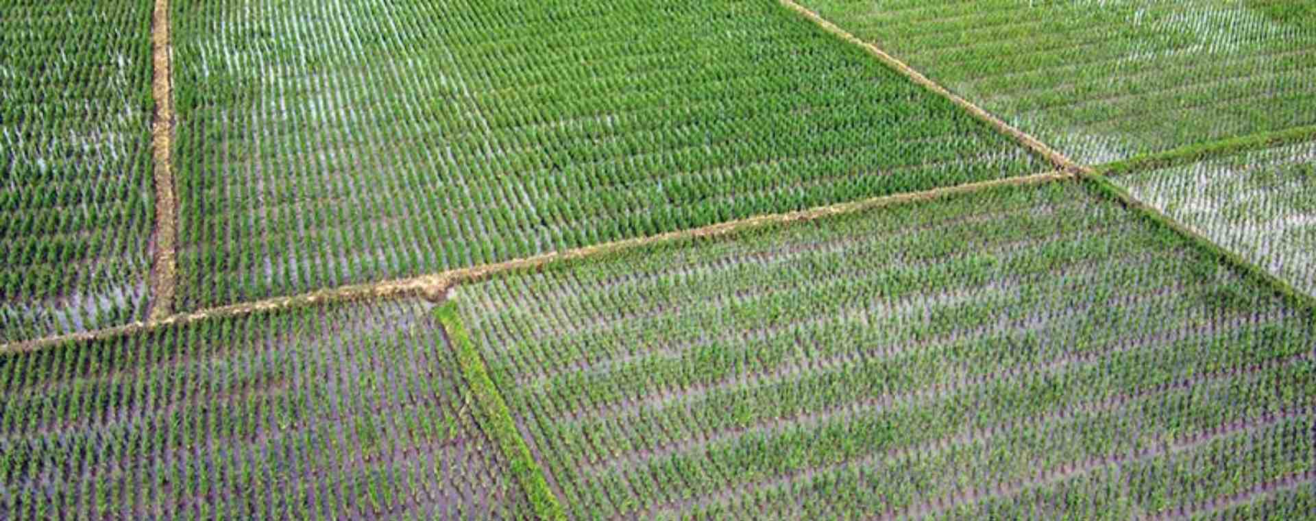 Petani beraktivitas di lahan persawahan di kawasan Teluk Naga, Kabupaten Tangerang, Banten, Senin (17/1/2022). Bisnis - Fanny Kusumawardhani