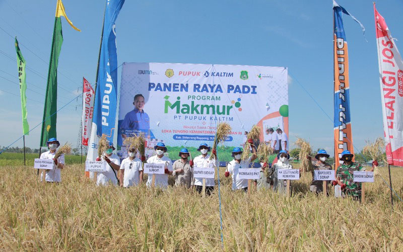 Program Makmur PKT berhasil meningkatkan hasil padi di Desa Timoreng Panua Kabupaten Sidenreng Rappang (Sidrap) Sulawesi Selatan, dengan rata-rata 8,5 ton per hektare dari sebelumnya maksimal 5 ton per hektare. - JIBI/Istimewa