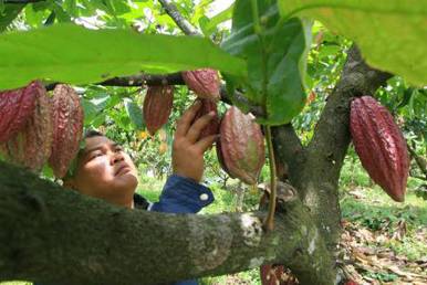 Petani kakao di Jembana. bisnis