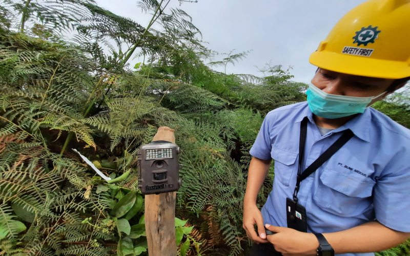 Petugas dari perusahaan HTI di Kawasan Padang Sugihan, Kabupaten OKI, Sumsel, memantau camera trap di jalur jelajah gajah Sumatra.  - Istimewa