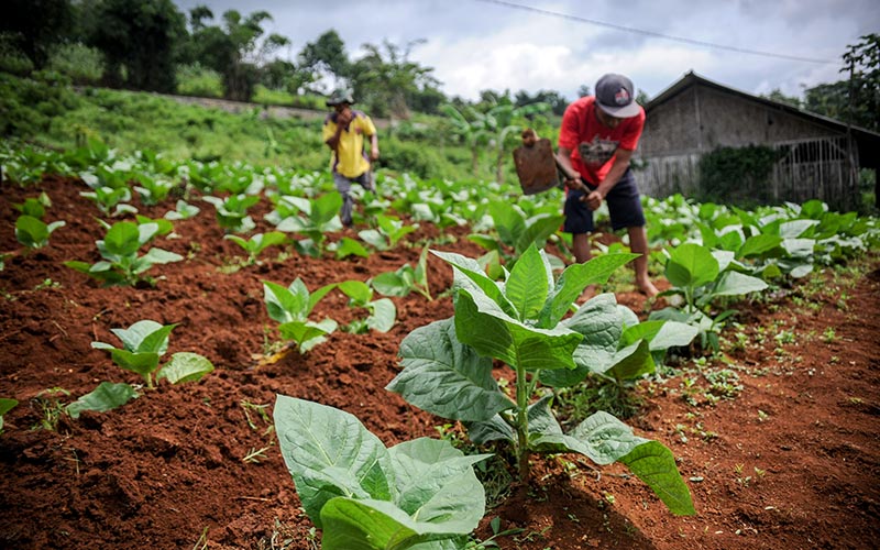 Buruh tani merawat tanaman tembakau di Sekejengkol, Kabupaten Bandung, Jawa Barat, Rabu (12/1/2022). ANTARA FOTO - Raisan Al Farisi