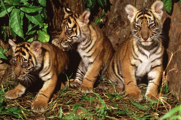 Dua ekor harimau Sumatra (Panthera tigris sumatrae) ditemukan tewas di sekitar Desa Sri Mulya, Kecamatan Peunaron, Kabupaten Aceh Timur, Aceh, Minggu (24/4/2022). Berjarak 500 meter dari lokasi, juga terdapat satu ekor harimau lainnya yang juga mati akibat jerat.  - Istimewa