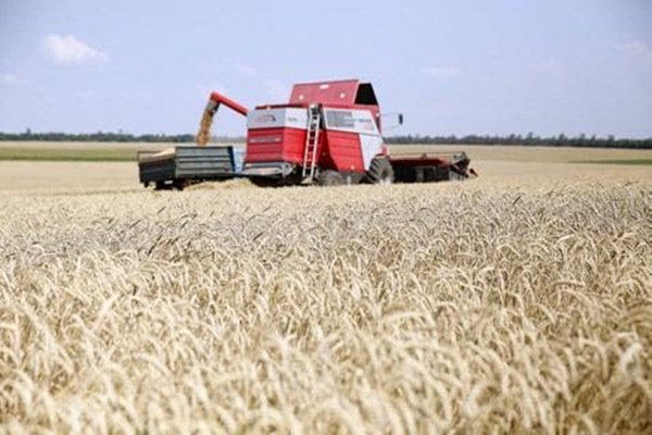 Ilustrasi ladang gandum - Istimewa