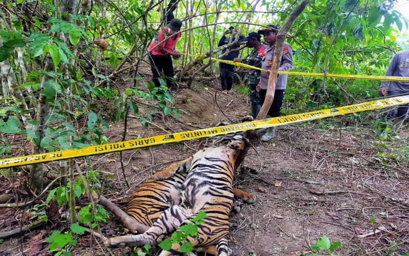 Harimau Sumatra (Panthera tigris sumatrae) ditemukan tewas akibat jerat di lahan Hak Guna Usaha (HGU) Perkebunan Kelapa Sawit milik PT Aloer Timur di Kecamatan Peunaron, Kabupaten Aceh Timur, Aceh, Minggu (24/4/2022). - Istimewa.