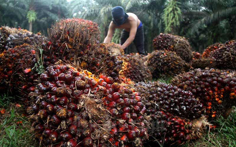 Pekerja menata kelapa sawit saat panen di kawasan Kemang, Kabupaten Bogor, Minggu (30/8/2020).  - Bisnis/Arief Hermawan P