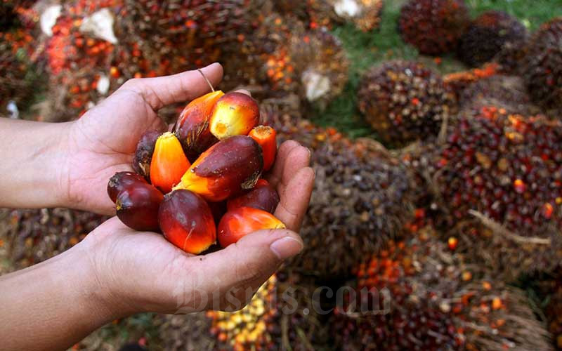 Pekerja menata kelapa sawit saat panen di kawasan Kemang, Kabupaten Bogor, Minggu (30/8/2020). Badan Litbang Kementerian ESDM memulai kajian kelayakan pemanfaatan minyak nabati murni (crude palm oil/CPO) untuk pembangkit listrik tenaga diesel (PLTD) hingga Desember 2020. Bisnis - Arief Hermawan P
