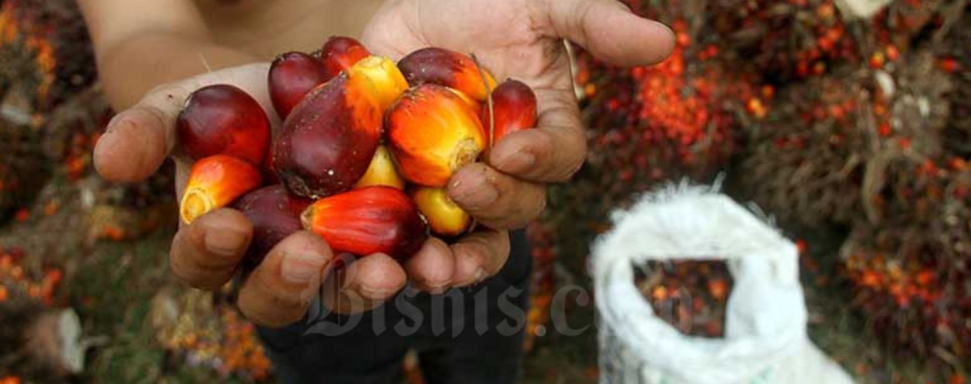 Pekerja menata kelapa sawit saat panen di kawasan Kemang, Kabupaten Bogor, Minggu (30/8/2020). Badan Litbang Kementerian ESDM memulai kajian kelayakan pemanfaatan minyak nabati murni (crude palm oil - CPO) untuk pembangkit listrik tenaga diesel (PLTD) hingga Desember 2020. Bisnis / Arief Hermawan P