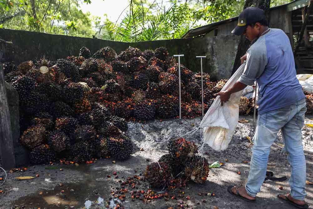 Pekerja mengumpulkan buah kelapa sawit di salah satu tempat pengepul kelapa sawit. - Antara