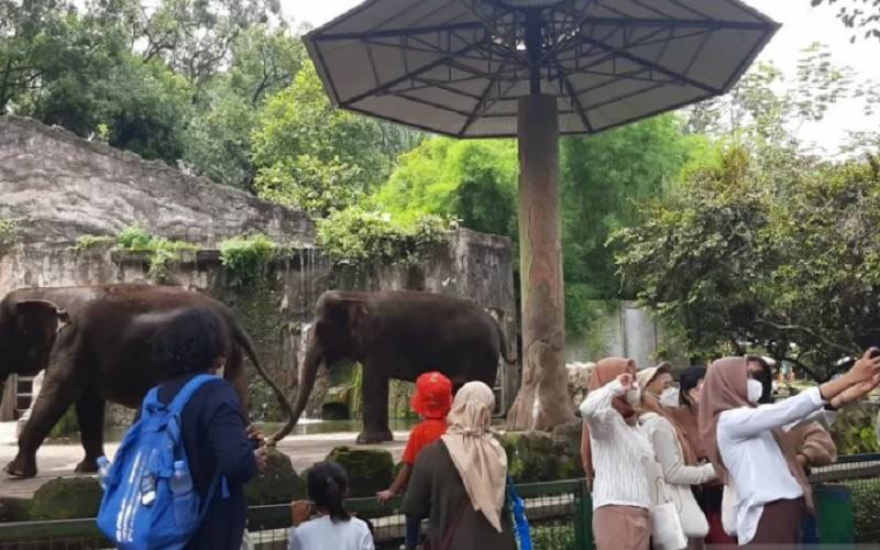 Sejumlah pengunjung berswafoto di depan kandang Gajah Taman Margasatwa Ragunan, Jakarta Selatan, Minggu, (26/12/2021). - Antara