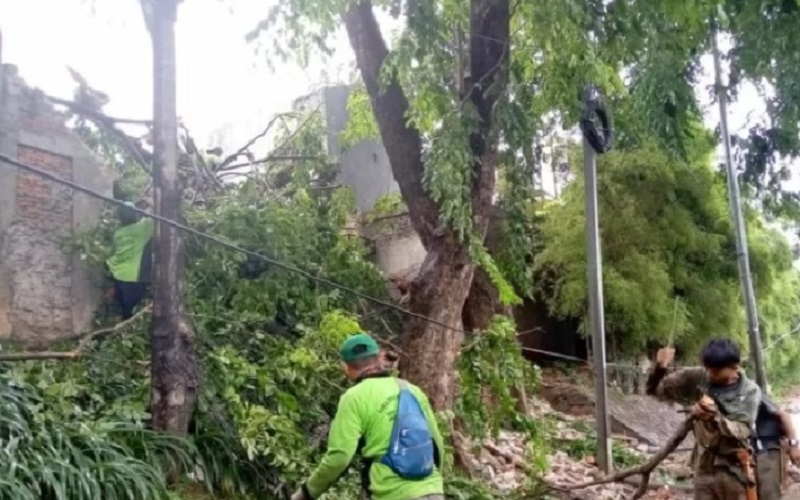 PJLP Pohon Sudin Pertamanan dan Hutan Kota Jakarta Pusat melakukan penanganan terhadap pohon tumbang akibat cuaca ekstrem di Jakarta, Sabtu (5/3/2022). - Antara