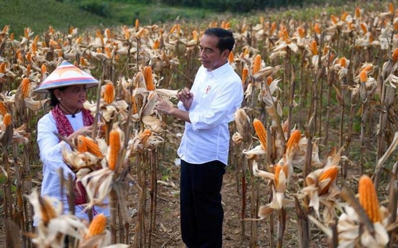 Presiden Joko Widodo (kanan) didampingi Ibu Negara Iriana Joko Widodo memanen dalam acara panen raya jagung di Gorontalo, Jumat (1/3/2019). - ANTARA/Akbar Nugroho Gumay 