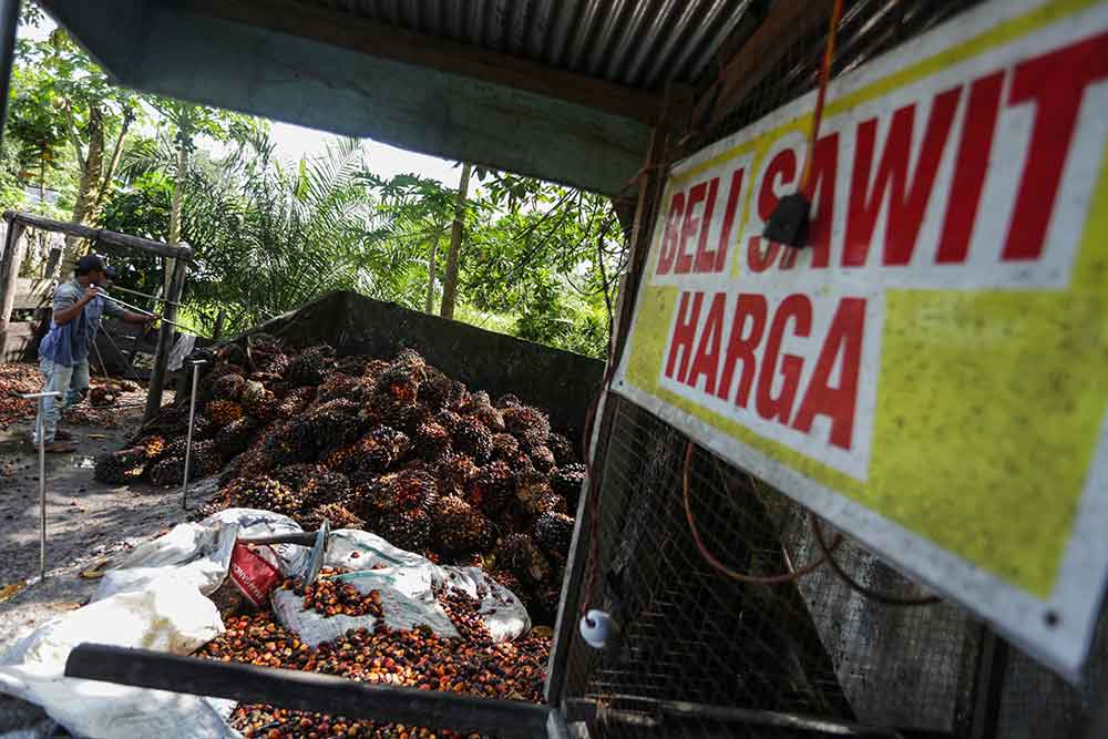 Pekerja mengumpulkan buah kelapa sawit di salah satu tempat pengepul kelapa sawit di Jalan Mahir Mahar, Palangka Raya, Kalimantan Tengah, Selasa (26/4/2022). Antara - Makna Zaezar