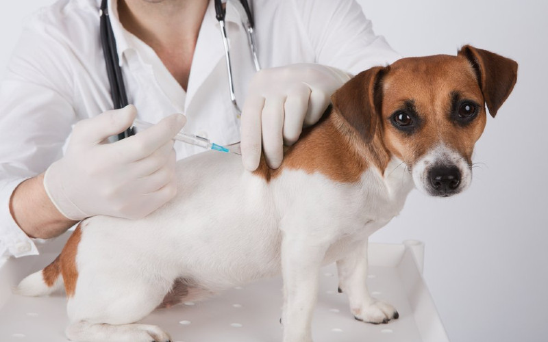 Vaksin Anjing.  - richviewanimalhospital