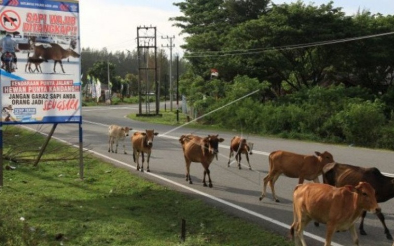 Ternak sapi liar melintas di Jalan Lintas Banda Aceh-Tapak Tuan Kecamatan Krueng Sabee, Aceh Jaya, Aceh. Antara - Syifa Yulinnas