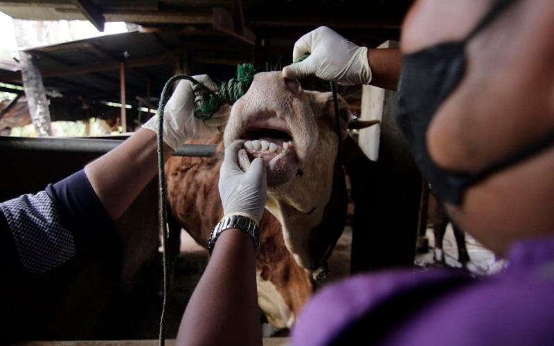 Petugas kesehatan hewan tengah memeriksa mulut sapi yang ada di kandang peternakan milik warga di Air Pacah, Kota Padang, Sumatra Barat, Jumat (13/5/2022).  - Bisnis/Noli Hendra