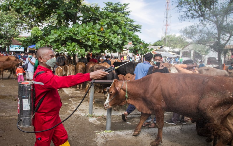 Petugas Dinas Pertanian dan Perikanan (Dispertan) Sukoharjo menyemprotkan cairan disinfektan ke arah sapi yang diperjualbelikan di Pasar Hewan Bekonang, Sukoharjo, Jawa Tengah, Sabtu (14/5/2022). Penyemprotan dan pemeriksaan di pasar hewan tersebut untuk mencegah penyebaran virus penyakit kuku dan mulut (PMK) hewan ternak sapi. - Antara/Mohammad Ayudha.