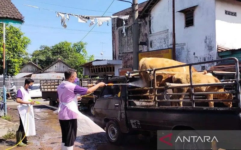 Petugas melakukan penyemprotan cairan disinfektan pada badan sapi dan truk pengangkutnya mengantisipasi penyebaran penyakit mulut dan kuku di pasar hewan wilayah Kabupaten Kediri, Jawa Timur, Sabtu (14/5/2022). - Antara/Asmaul.
