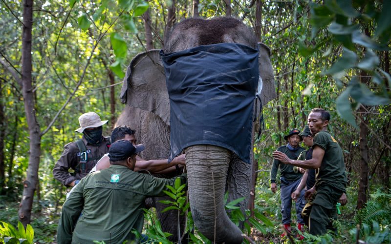 BKSDA Sumsel dan tim memasangkan alat GPS collar pada seekor gajah sumatera di kantong habitat Sugihan--Simpang Heran, Kabupaten Ogan Komering Ilir. - Istimewa