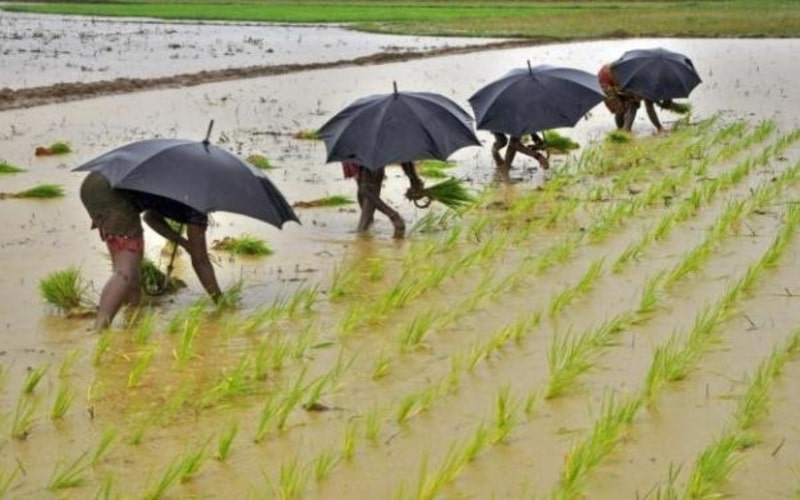 Pekerja sedang menanam padi di wilayah Bhubaneswar, Thailand (19/7/2014). - Reuters/Stringer