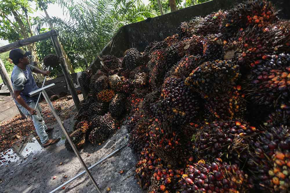 Pekerja mengumpulkan buah kelapa sawit di salah satu tempat pengepul kelapa sawit di Jalan Mahir Mahar, Palangka Raya, Kalimantan Tengah, Selasa (26/4/2022).  - Antara/Makna Zaezar