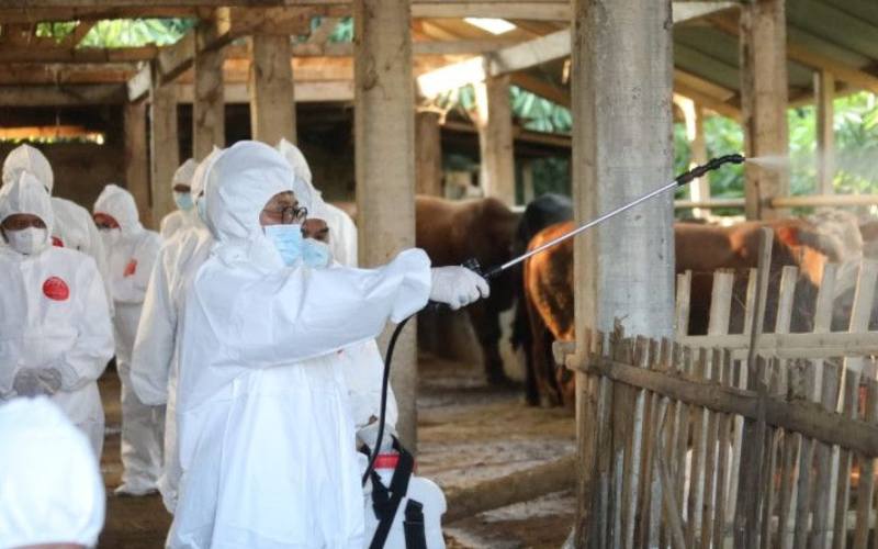 Petugas menyemprotkan cairan disinfektan di area kandang hewan ternak untuk mencegah penularan penyakit mulut dan kuku (PMK). ANTARA - HO/Kementerian Pertanian 