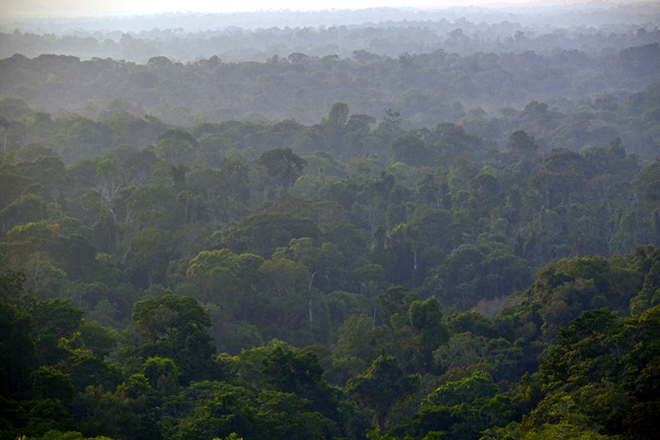 Hutan hujan tropis. - Bloomberg/Dado Galdieri
