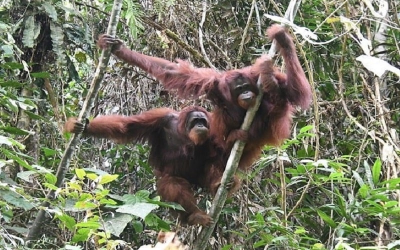 Orangutan yang telah kembali ke alam bebas pasca pelepasliaran dari Taman Nasional Bukit Baka Bukit Raya, Rabu (18/5/2022). - Istimewa