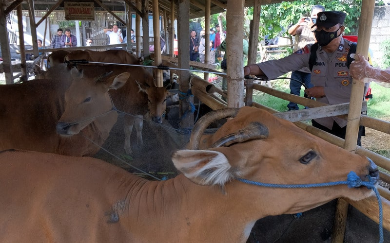 Petugas menyemprotkan disinfektan pada kandang sapi di Denpasar, Bali, Kamis (19/5/2022). Kegiatan yang digelar oleh Dinas Pertanian Kota Denpasar dan Polsek Denpasar Barat tersebut untuk memberikan pengawasan dan edukasi kepada para peternak sapi dalam upaya pencegahan penyakit mulut dan kuku (PMK). - Antara/Nyoman Hendra Wibowo.