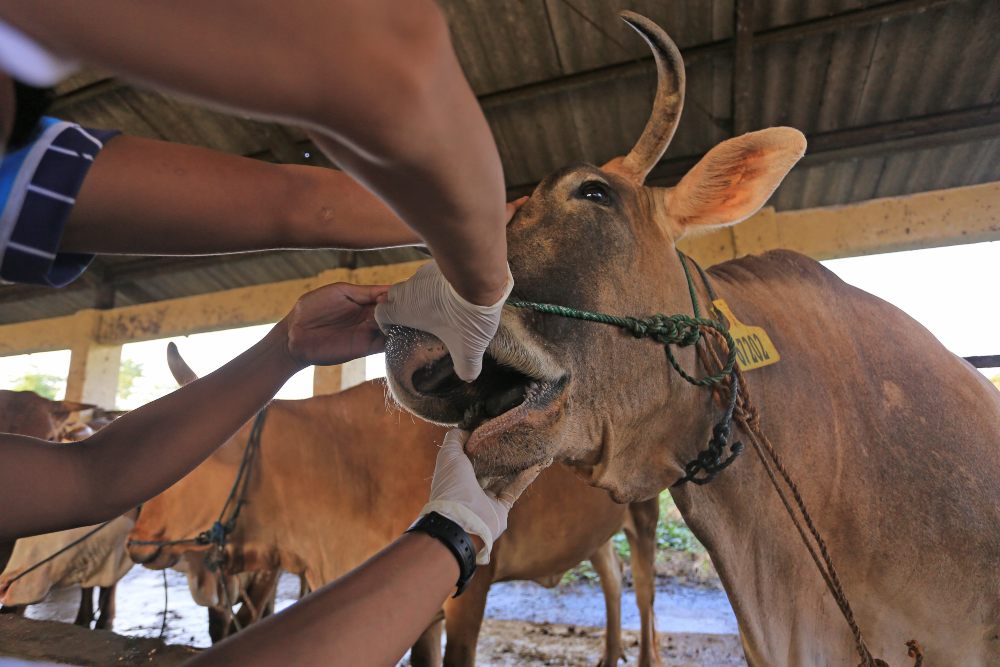 Dokter Hewan dari Dinas Ketahanan Pangan dan Pertanian (DKPP) Indramayu memeriksa sapi yang baru tiba di Rumah Pemotongan Hewan (RPH) Indramayu, Jawa Barat, Rabu (18/5/2022). Pemprov Jawa Barat akan menerapkan Micro Lockdown atau Pembatasan Mikro hewan ternak untuk mencegah penyebaran Penyakit Mulut dan Kuku (PMK) dengan memperketat pemeriksaan hewan ternak yang masuk ke Jawa Barat. - Antara