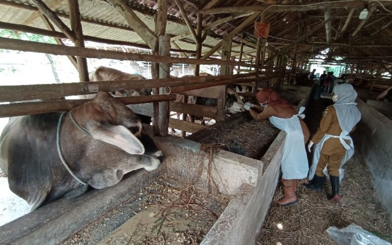 Pemeriksaan ternak sapi oleh sejumlah dokter hewan dari DKPPP Kota Cirebon. - Bisnis/Hakim Baihaqi