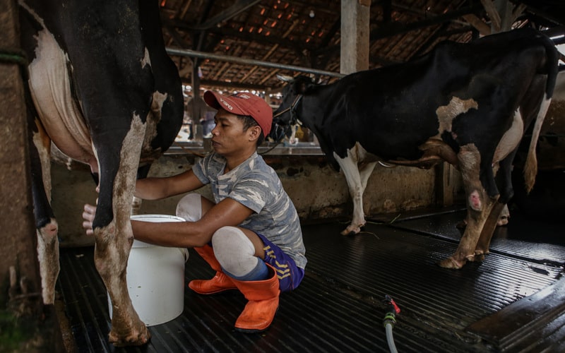 Pekerja memerah susu sapi di salah satu peternakan sapi di Jakarta, Rabu (25/5/2022). Kementerian Pertanian memproyeksi kerugian ekonomi Indonesia akibat wabah penyakit mulut dan kuku (PMK) sapi bisa tembus Rp11,6 triliun. - Antara/Fauzan.