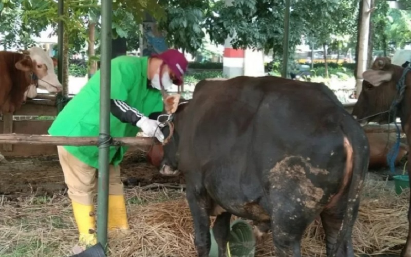 Petugas Sudin KPKP Jakarta Timur melakukan pemeriksaan kesehatan terhadap hewan kurban jelang Iduladha.  - Antara\r\n