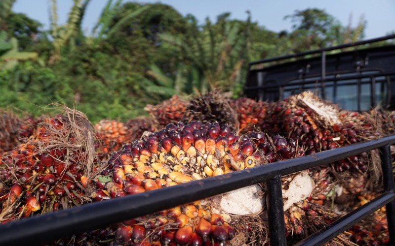 Tandan buah kelapa sawit yang dipanen dimuat ke truk di kawasan Penajam, Kalimantan Timur, Rabu (27/11 - 2019). Bloomberg / Dimas Ardian