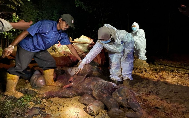 Seekor gajah Sumatra dalam kondisi hamil, ditemukan mati di wilayah konsesi perusahaan, di Kabupaten Bengkalis Provinsi Riau. Istimewa