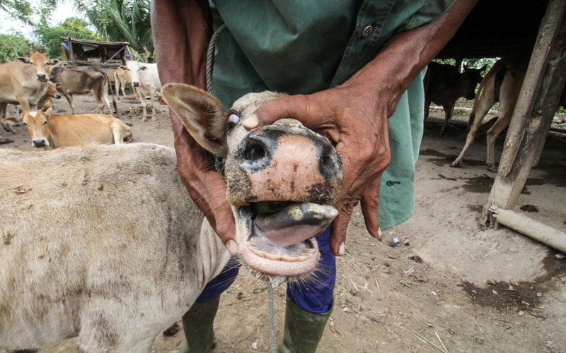 Peternak menunjukkan mulut sapi yang terkena Penyakit Mulut dan Kuku (PMK) di kandang karantina milik peternak di Desa Jeulekat, Lhokseumawe, Aceh, Rabu (25/5/2022). - Antara/Rahmad.