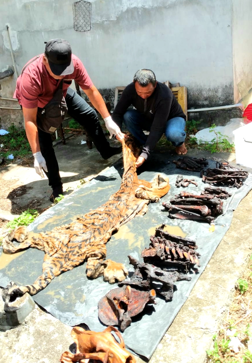 Barang bukti kulit harimau Sumatra (Panthera tigris sumatrae) beserta tulang-belulang yang disita petugas dari penangkapan eks Bupati Bener Meriah Ahmadi dan dua terduga penjual lainnya. -  Istimewa