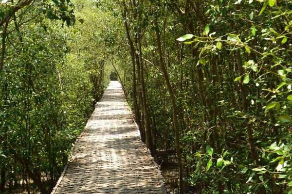 Elnusa Petrofin Kembangkan Area Pembenihan Bakau di Belitung Mangrove Park