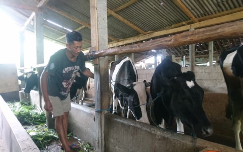 Beberapa sapi di Kecamatan Pudak Ponorogo terkonfirmasi PMK Selasa (31/5/2022). - JIBI/Ronaa Nisaâus Sholikhah.