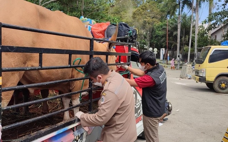 Pemeriksaan hewan ternak sapi asal Mamuju, Sulawesi Barat di Pelabuhan Penyeberangan Kariangau oleh pejabat karantina. - Istimewa