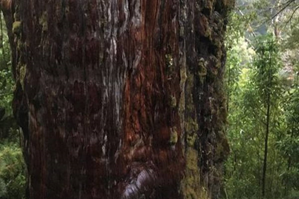 Gran Abuelo, Bakal Jadi Pohon Tertua di Dunia?