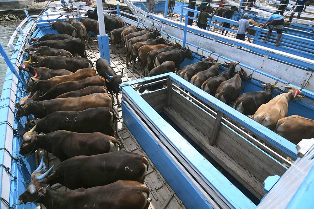 Sejumlah sapi yang akan dikirim ke pulau Kalimantan berada di atas kapal di Pelabuhan Wani di Desa Wani, Kabupaten Donggala, Sulawesi Tengah, Minggu (12/6/2022). - Antara/Mohamad Hamzah