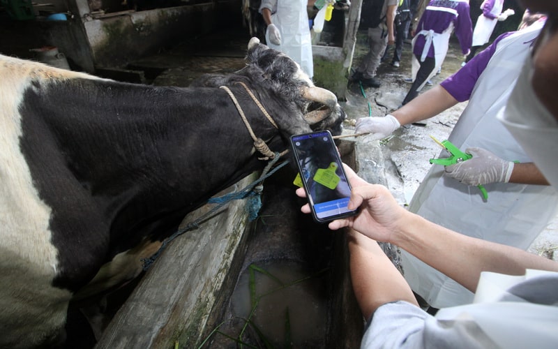 Dokter hewan dari Pusat Veteriner Farma (Putvetma) Surabaya memindai barcode seusai menyuntikkan vaksin wabah penyakit mulut dan kuku (PMK) untuk sapi di kandang kawasan Taman, Sepanjang, Sidoarjo, Jawa Timur, Selasa (14/6/2022). Kementan melalui Pusvetma di Surabaya melakukan vaksinasi perdana secara nasional bagi hewan ternak sebagai upaya mengendalikan penularan penyakit mulut dan kuku hewan (PMK). - Antara/Umarul Faruq.