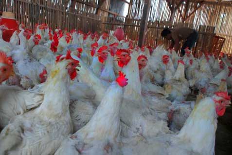 Ilustrasi ayam potong di peternakan. Akademisi mengingatkan potensi wabah di ayam potong perlu diwaspadai.