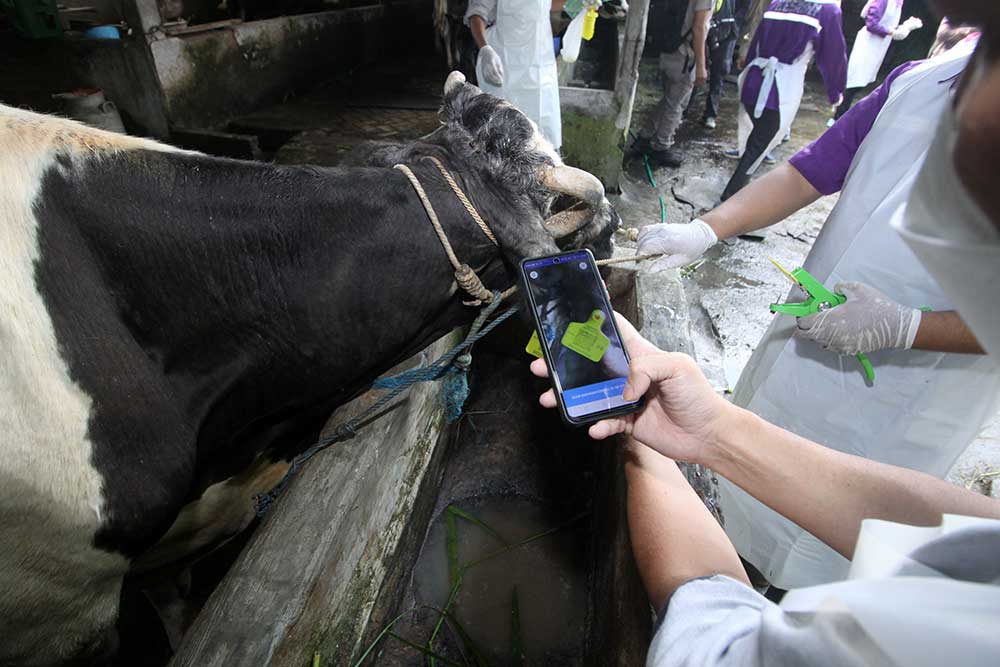 Dokter hewan dari Pusat Veteriner Farma (Putvetma) Surabaya menyuntikkan vaksin penyakit mulut dan kuku (PMK) untuk sapi di kandang kawasan Taman, Sepanjang, Sidoarjo, Jawa Timur, Selasa (14/6/2022). - Antara/Umarul Faruq.
