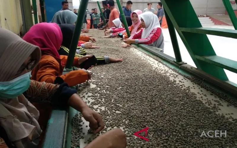 Dok. Kopi Gayo siap ekspor diproses di pabrik pengolahan kopi milik Koperasi Baburayan Takengon, Kabupaten Aceh Tengah. - Antara/Kurnia Muhadi.